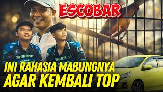 Download lagu Rawatan Mabung Murai Escobar Selama ini 😱 Juara 1 kelas Utama SMM mp3