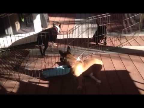 Ginny with makeshift hobble