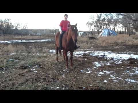 Bareback and Bridless On A Four Year Old Gelding