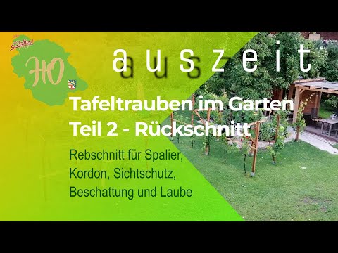 Trauben im Garten 2022 - Teil 2 - Rebschnitt für Spalier|Kordon|Beschattung|Sichtschutz|Laube