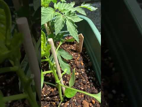 コンパニオンプランツはコンパニオンプランツを混乱させる 作物を罠にかける