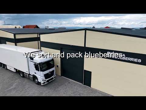 Belfa Blueberries – Afine Premium din Transilvania | Recoltare Sustenabilă & Transport European