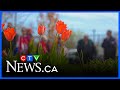 91 Year Old Dutch Woman Recalls Liberation