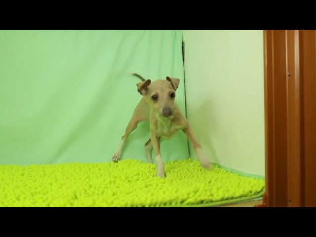 (子犬) 犬種:イタリアン・グレーハウンド 女の子 ブリーダー マロニエケンネル MARRONNIER KENNEL k3094の画像