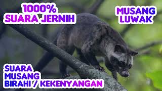 Download lagu Suara Musang pandan . Pikat Musang Pandan TERBARU ‼️ #musangpandan mp3 Download lagu Suara Musang pandan . Pikat Musang Pandan TERBARU ‼️ #musangpandan mp3