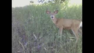 Wildlife in America : Young Buck (deer)