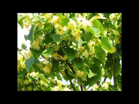 STABURAGS-LIEPZIEDU MEDUS.