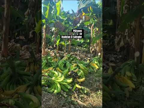 #parati #elsalvador #shorts  #usulutan #ereguayquin #turismo #negocios #familia #short #tiktok