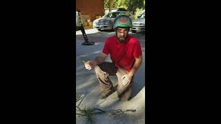 Parasitic Dwarf Mistletoe