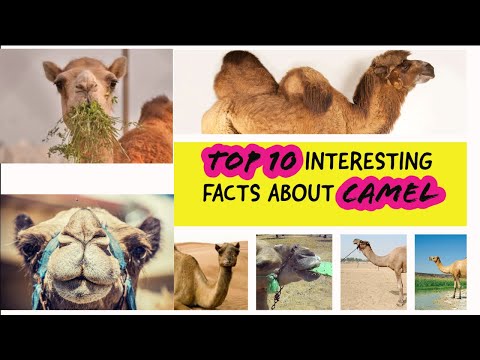 TOP 10 INTERESTING FACTS ABOUT CAMEL | ENGLISH | SCIENCE TEACHER