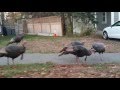 Wild Turkeys Walking Down The Street