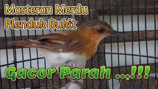 Download lagu Dahsyatnya Siulan Burung Plenduk Bukit / Kancilan Bukit mp3