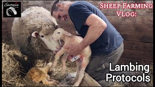 Discover the Essential Steps In Post-Lambing Protocols at Ewetopia Farms