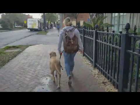 Best ESA Obedience Training, Before and After training