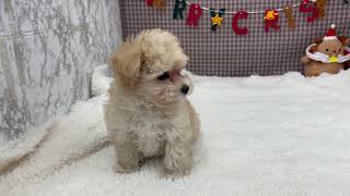 ハーフ犬の動画01