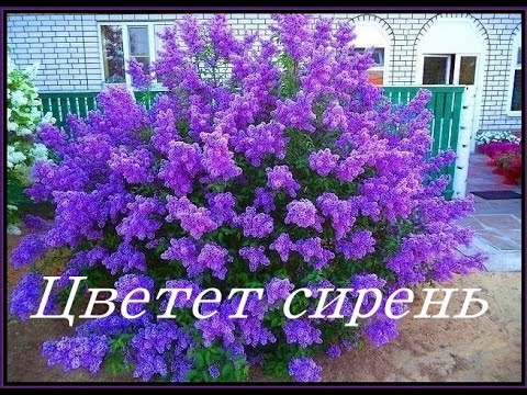 Цветет сирень группа "САДКО"