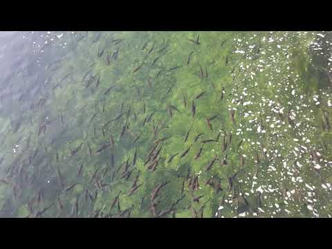 Sie schwimmen gegen den STROM!