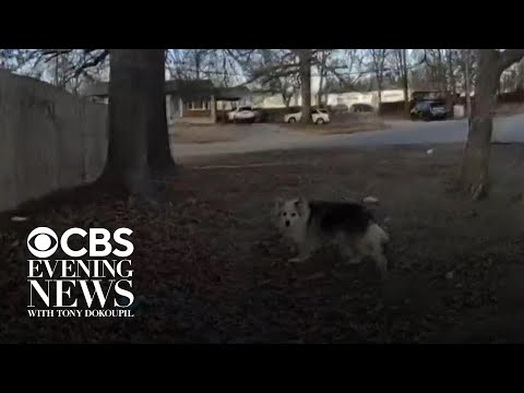 Hero dog leads police straight to missing 3-year-old