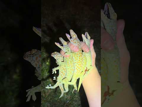 Looking for a 20 foot python in the Florida Everglades! #snake#wildlife#viral#youtubeshorts#gecko