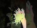 Looking For A 20 Foot Python In The Florida Everglades Snake Wildlife Viral Youtubeshorts Gecko