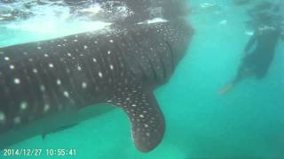 preview picture of video 'Плавание с китовыми акулами. Ослоб (Филиппины) / Swimming with Whale Sharks. Oslob (Filippines)'