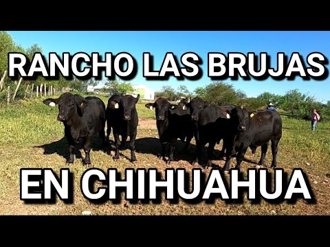 ¡¡A LA VENTA LOTE DE SEMENTALES BRANGUS NEGRO!!