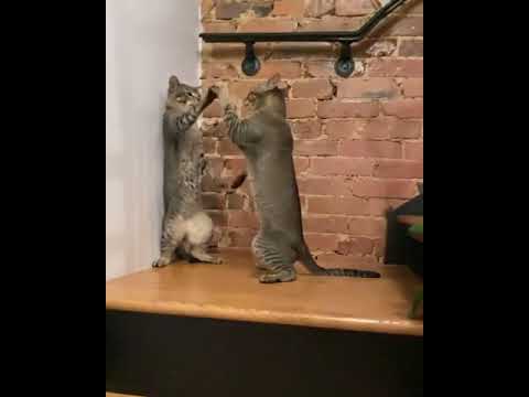 Two Cats Attack Each Other And Move Their Paws In Sync