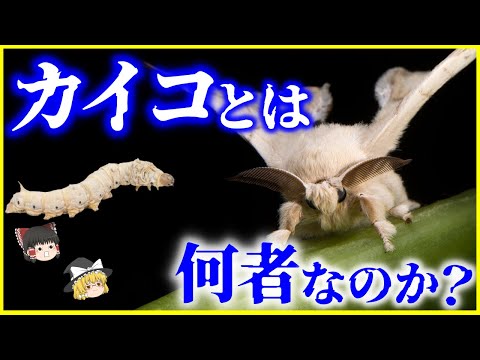 IUCN分類における絶滅の危険性を示す図。