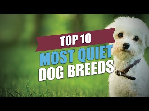download lagu mp3 mp4 Best Quiet Dog Breeds, download lagu Best Quiet Dog Breeds gratis, unduh video klip Best Quiet Dog Breeds