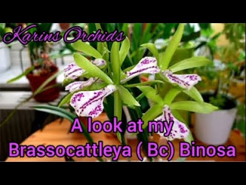 Brassocattleya BC Binosa in bloom - a cattleya type orchid