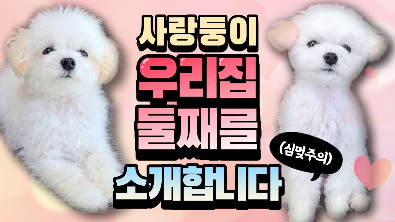 ♥귀여움주의♥ 조금 특별한 남매가 있다?! (feat. 방울이야기)