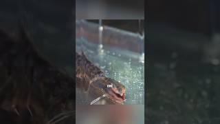 Esse verme pode sugar gordura 😱