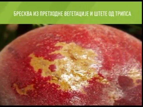 Zelena prognoza, 2.3.2016. - O stanju u zasadima bresaka, nektarina i kajsija na području vojvodine