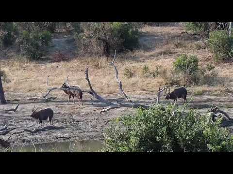Djuma: Nyala bulls showing dominance display 'dance' - 15:17 - 08/27/20