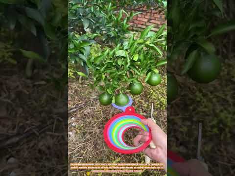 The Art of Citrus Culling: Ensuring Optimal Fruit Size