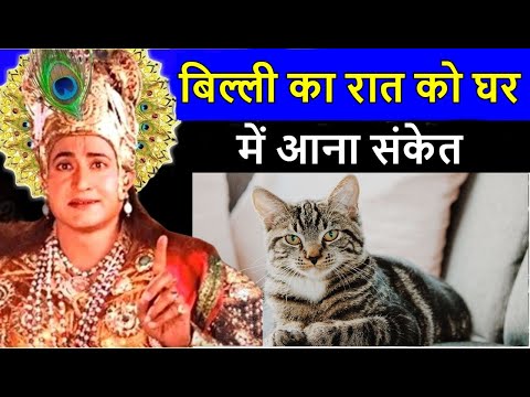 बिल्ली का रात को घर में आना संकेत ? क्या कहते श्री कृष्ण// billi ka raat ko ghr me aana sanket !!