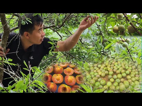 a plum a day, how to make a summer drink