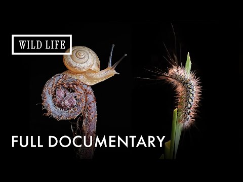 Disappearing Between Sleep and Death | Close To Death | Full Documentary
