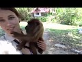 Funny Videos Of Monkey Activities