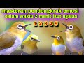 Masteran Pancingan Pleci Bahan Biar Cepat Ngalas Pleci Ngalas Manggil Lawan