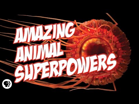 Nature's Most Amazing Animal Superpowers Video