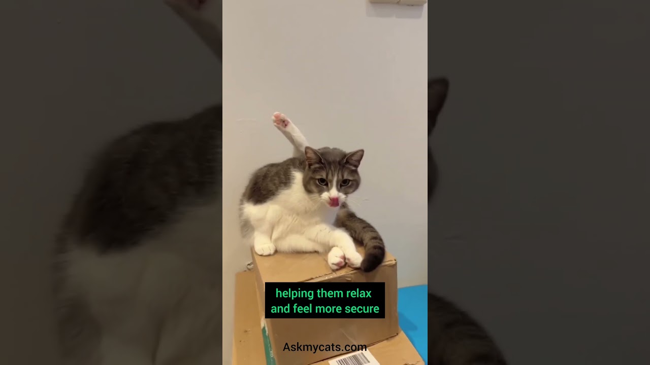 Why your cat always lick itself