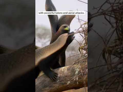 Honey Badger vs Martial Eagle — The Nest Raider Gets a Surprise!