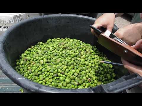 How capers are made