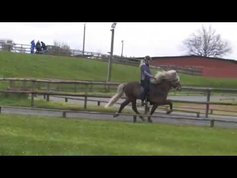 FIZO Kronshof 2016: Ímir vom Kronshof