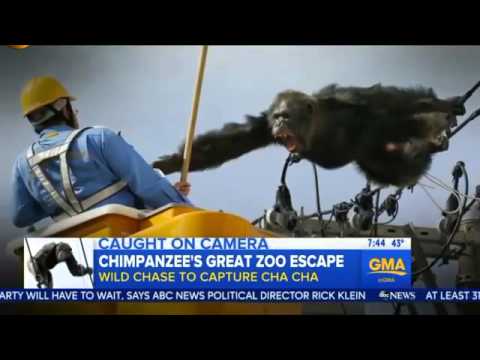 ChaCha the chimp briefly escapes from zoo in Japan