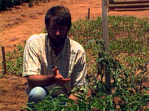 download lagu mp3 mp4 Tom Pepper Tips, download lagu Tom Pepper Tips gratis, unduh video klip Tom Pepper Tips