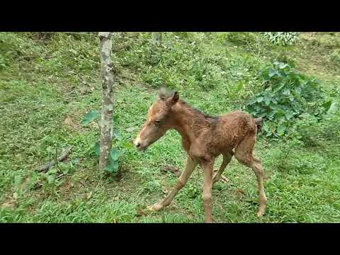 NOSSA ÉGUA PARIU + QUASE PERDEMOS O POTRO POR UM  DESCUIDO! #EGUA#POTRO#SITIO#ROÇA#DIADIARURAL!