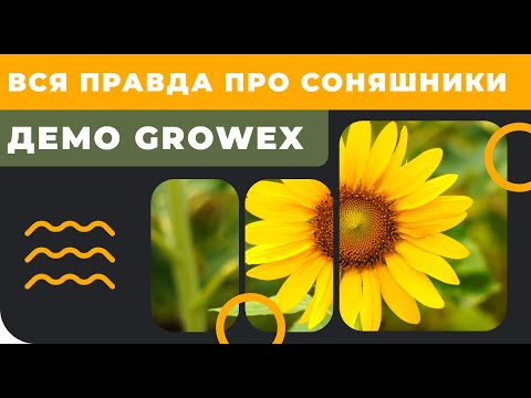 Вся правда про соняшники на Демо Growex!