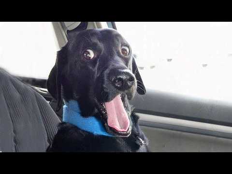 Des chiens dramatiques qui méritent un oscar pour les vidéos d'animaux les plus drôles.